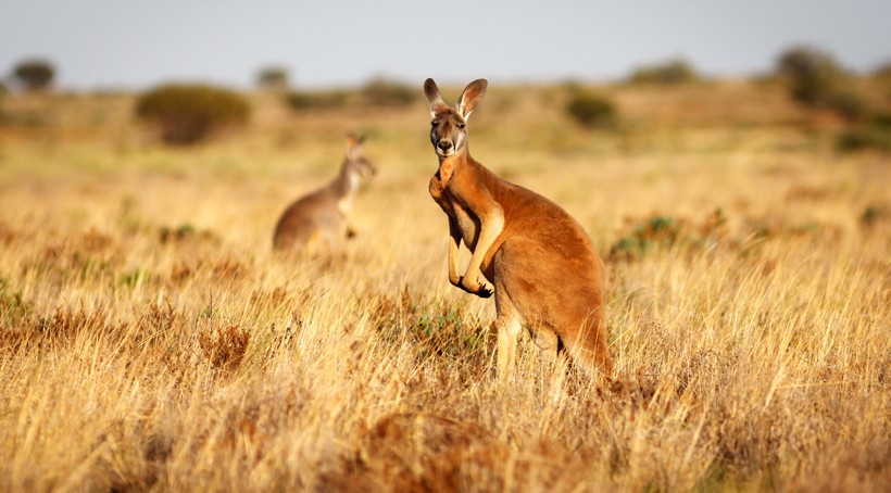 Top 10 Awesome Kangaroo Facts You Never Knew